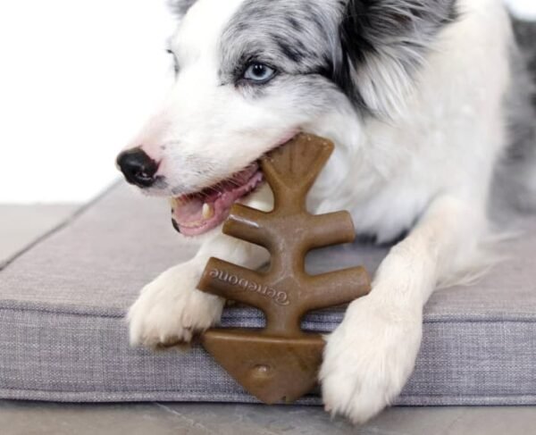 Benebone Fishbone Dog Chew Toy - Image 3