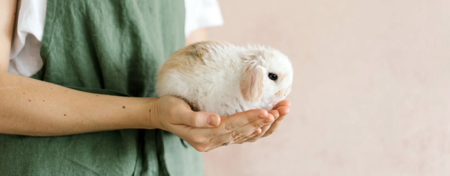 New Care Services for Small Pets