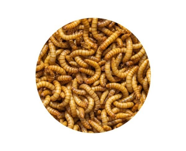 Nutrition Live Mealworms - Image 2