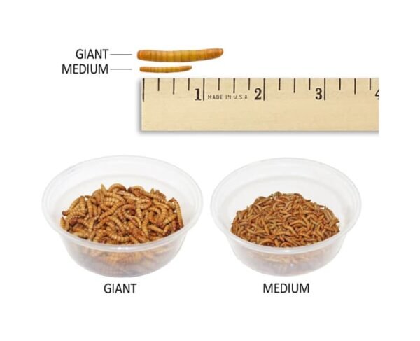 Nutrition Live Mealworms - Image 3